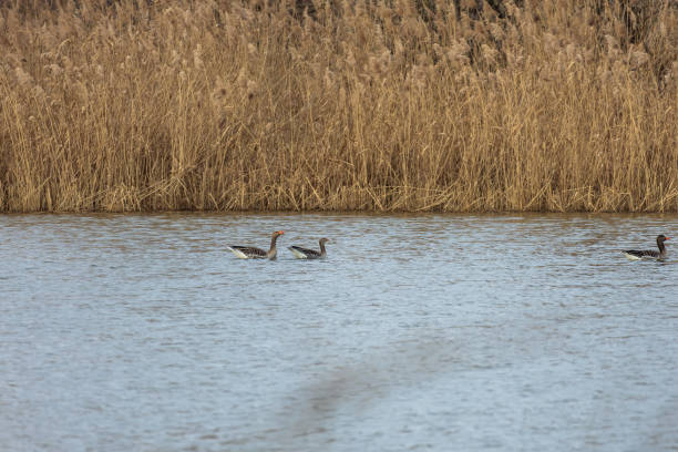 istock A large goose swims on the surface of a pond 2200429326