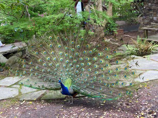 istock Peacock in Hot Springs, Arkansas 2200429697