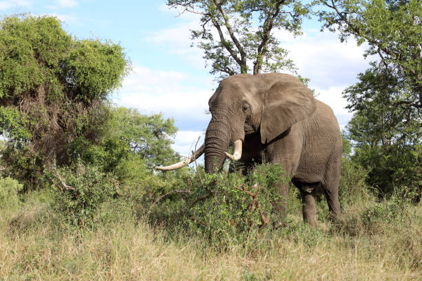 istock Afrikanischer Elefant / African elephant / Loxodonta africana 2200429825