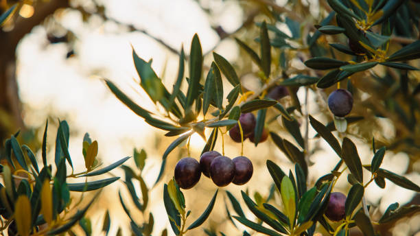 Ripe Olives Hanging on Lush Olive Tree Branches