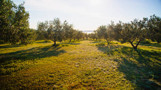 A tranquil olive grove basks in the golden hour's warm sunlight, highlighting green foliage and casting gentle shadows on the lush grass. The peaceful setting invites calm and reflection.