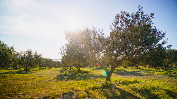 istock Golden Hour in Serene Olive Grove Landscape 2200429952