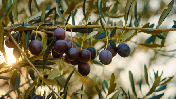 istock Lush Ripe Olives on Sunlit Olive Tree Branch 2200429989