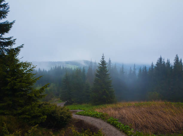 Foggy mountain landscape with coniferous forest on the hills reaching the clouds in a cold foggy spring morning. Serene scenery of spring Carpathians with a hiking track through the woods.