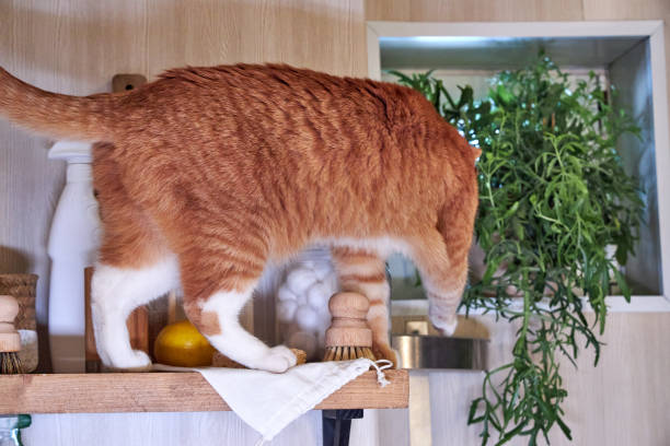 istock ginger cat sitting on the washing machine in the bathroom 2200433741
