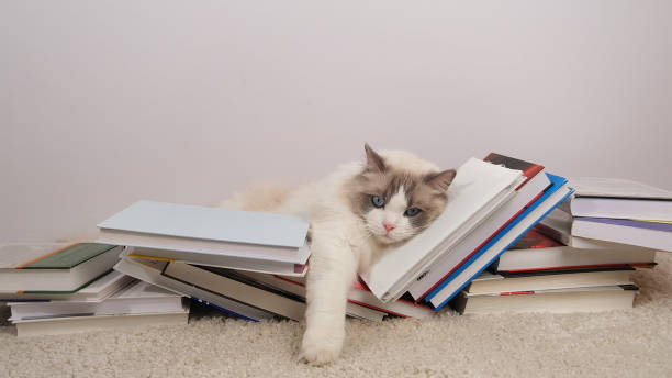 istock Cute ragdoll cat and books in stacks on white carpet. 2200433971