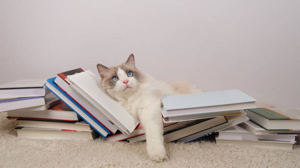 istock Cute ragdoll cat and books in stacks on white carpet. 2200433975