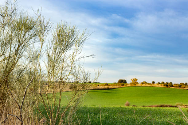 Valdemorillo, Madrid, Spain. Lush green meadows and trees dotting the countryside, set against a backdrop of a cloudy sky, create a serene, tranquil landscape