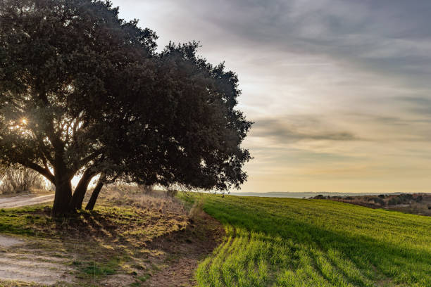 Valdemorillo, Madrid, Spain. Scenic view of a large oak tree in a vibrant green field, with the sun peeking through its branches at dawn, creating a peaceful countryside atmosphere