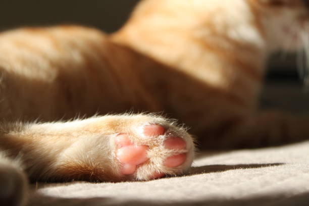 istock Playful ginger kitten basks in cozy sunlight, showcasing its adorable paw while resting on a soft surface 2200436697