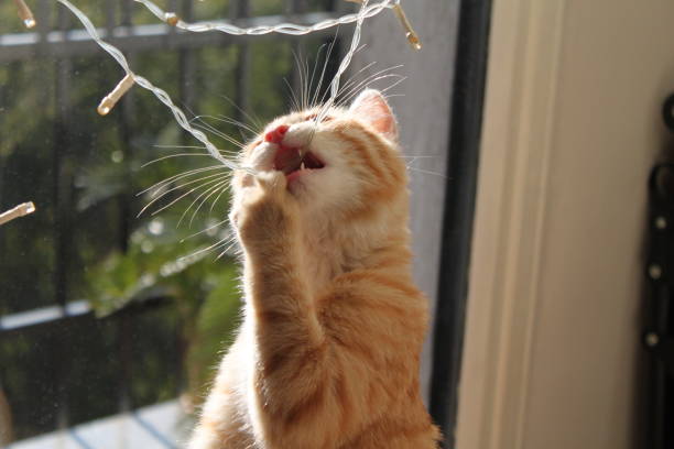 istock Playful ginger kitten enjoying the warm sunlight while curiously playing with twinkling lights on a cozy day 2200436765