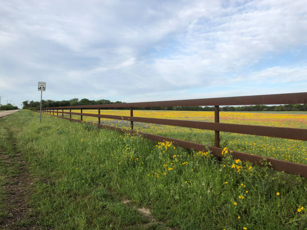istock Field of Texas Wildflowers 2200437562