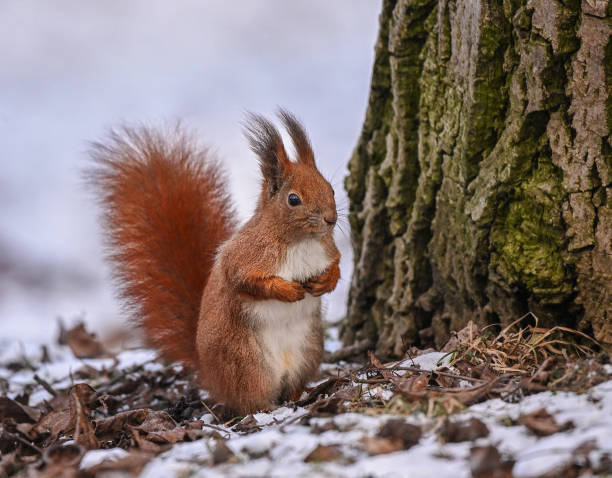 istock Funny red squirrel striking a playful pose, showing curiosity and charm in a natural setting. 2200440505