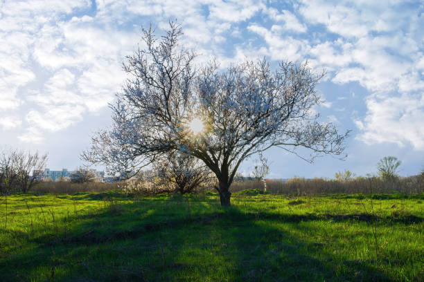 famous old oak tree in sunlight and dandelion meadow