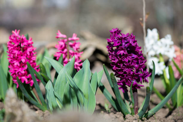 hyacinth.Indoor gardening plants and flowers.