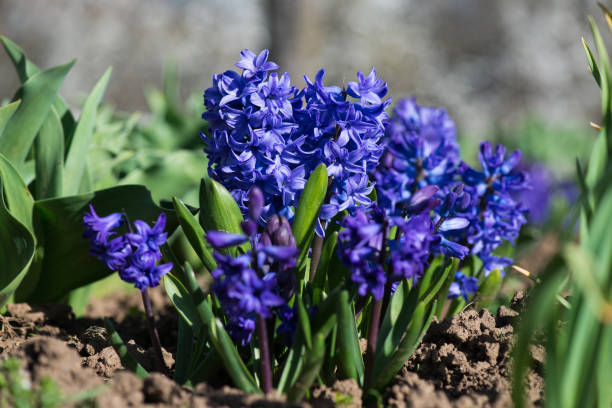 istock Colorful hyacinths flowering in a spring garden - selective focus. 2200442653