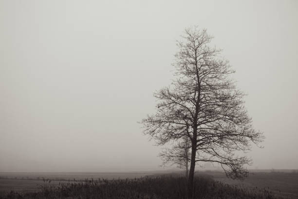 A tree on a field during a foggy day