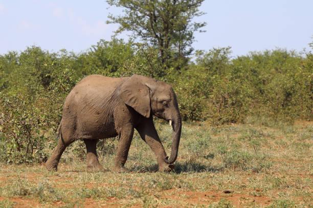istock Afrikanischer Elefant / African elephant / Loxodonta africana 2200443498