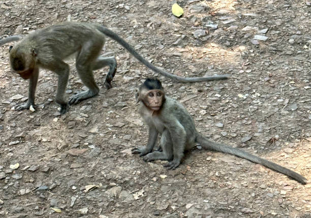 istock Monkeys of Angkor Wat - Cambodia 2200446371