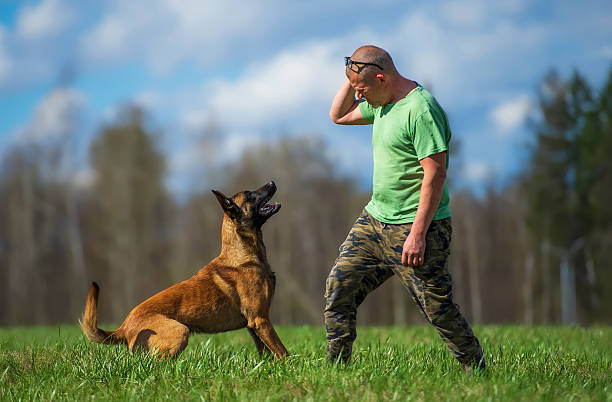 A middle-aged man in a green T-shirt is training his Belgian Malinois. The man is teasing the dog with a ball, causing frustration and a desire to work.