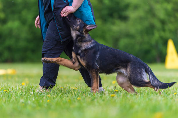 istock German shepherd puppy in training in summer park. Selective focus 2200446902