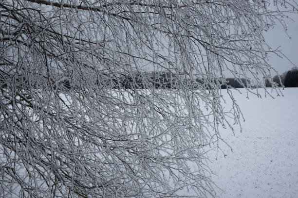 istock A winter landscape featuring frost-covered birch trees with intricate ice crystals on branches, set against a snow-covered field under an overcast sky. 2200447059