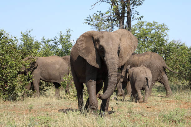 istock Afrikanischer Elefant / African elephant / Loxodonta africana 2200447516