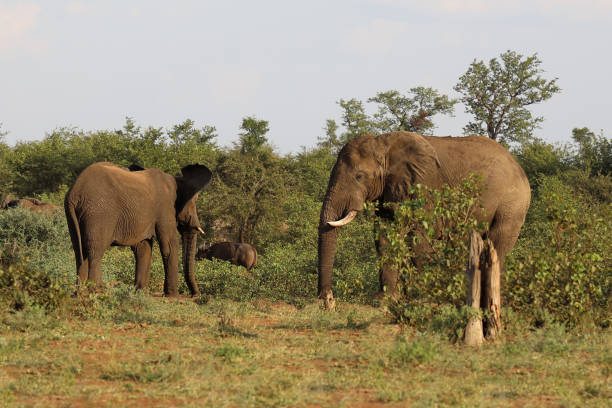 istock Afrikanischer Elefant / African elephant / Loxodonta africana 2200449063