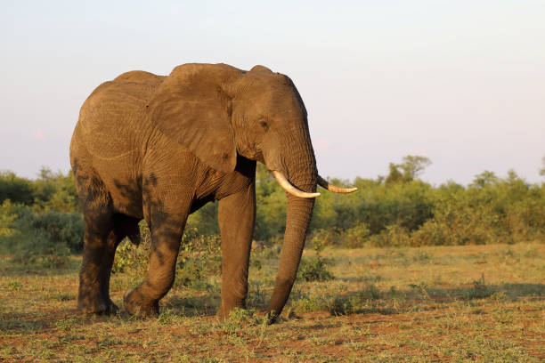 istock Afrikanischer Elefant / African elephant / Loxodonta africana 2200449578