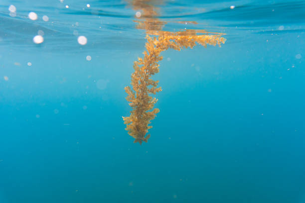 A single floating strand of sargassum seaweed drifts just below the ocean surface, reflecting in the calm blue ocean waters of Saint Lucia.