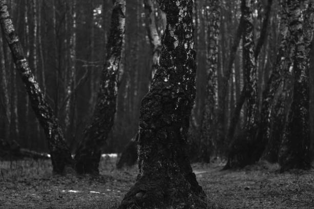 Dark creepy woodland, horror surreal forest, fantastic nature, magical photography