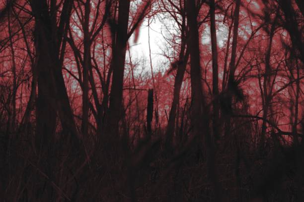 istock Red unrealistic light in the woods, scary mood 2200451110