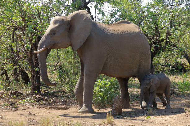istock Afrikanischer Elefant / African elephant / Loxodonta africana 2200451284