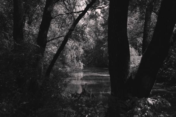 Dark horror vibe, fantastic creepy woods