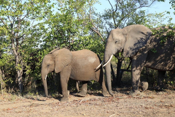 istock Afrikanischer Elefant / African elephant / Loxodonta africana 2200451926