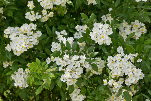 istock white flowers of the multiflowered rose 2200452165