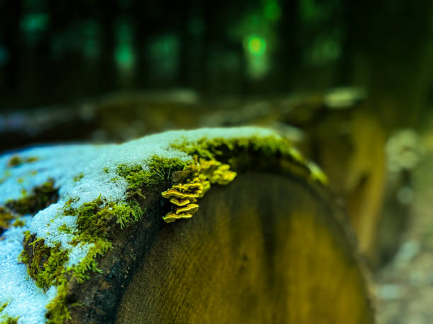 Small fungi , moss and snow on a tree trunk