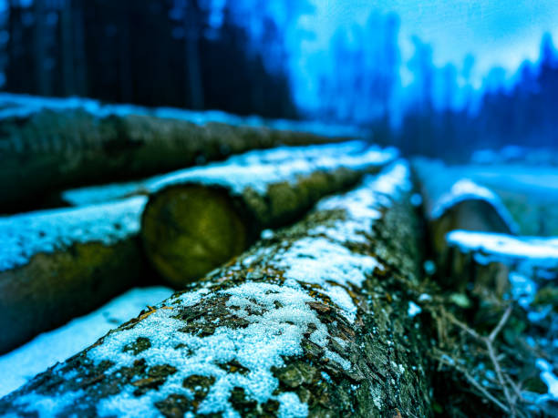 Wood logs in the snow