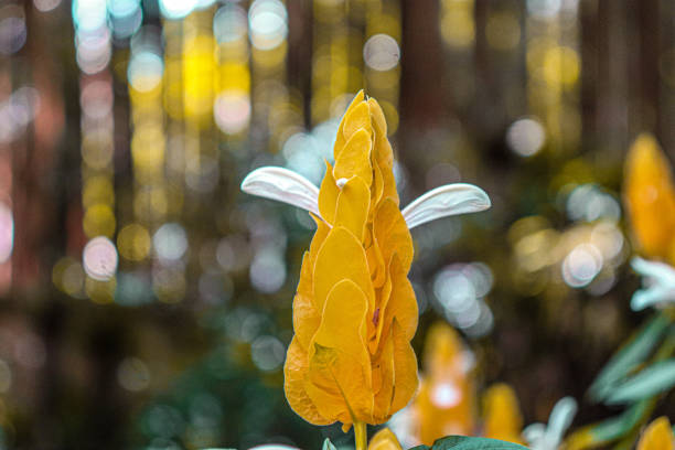Pachystachys lutea or Yellow shrimp