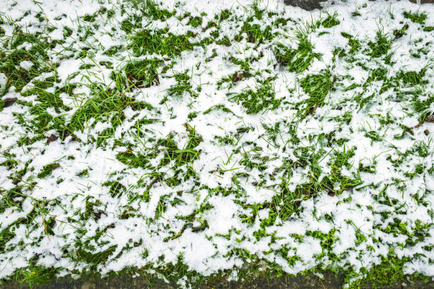 Green grass with the snow background in england uk.