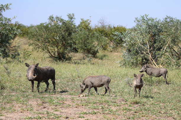 Common warthog isolated in white background in Kruger National park, South Africa ; Specie Phacochoerus africanus family of Suidae