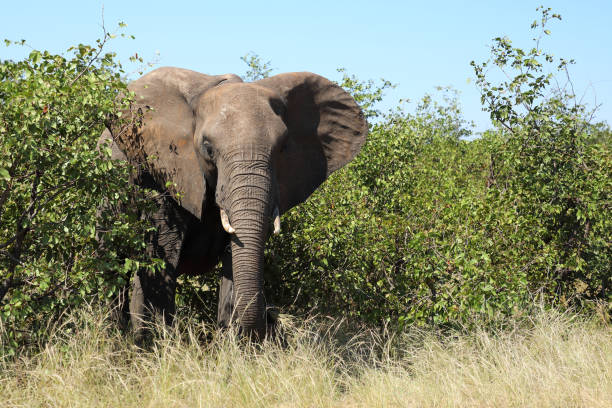 istock Afrikanischer Elefant / African elephant / Loxodonta africana 2200456614