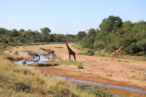 istock Giraffen und Steppenzebra im Tsendze River / Giraffes and Burchell's zebra  in Tsendze River / Giraffa camelopardalis et Equus quagga burchellii 2200456865