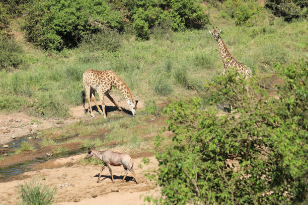 istock Leierantilope - Giraffe / Common tsessebe - Giraffe / Damaliscus lunatus - Giraffa camelopardalis 2200456968