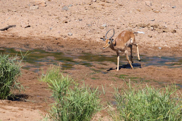 Side view of one impala antelope walking in grassy South Africa wildlife reserve in the morning.