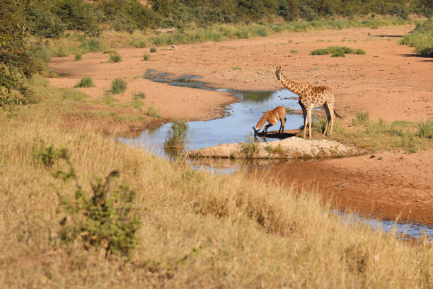 Giraffen im Tsendze River / Giraffes in Tsendze River / Giraffa camelopardalis