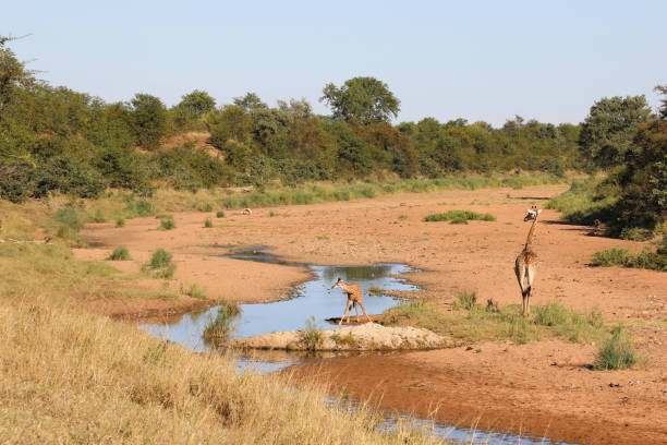 A giraffe standing in a weird position, drinking from the water source in grayscale