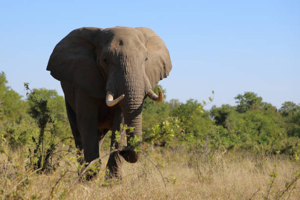 istock Afrikanischer Elefant / African elephant / Loxodonta africana 2200458937