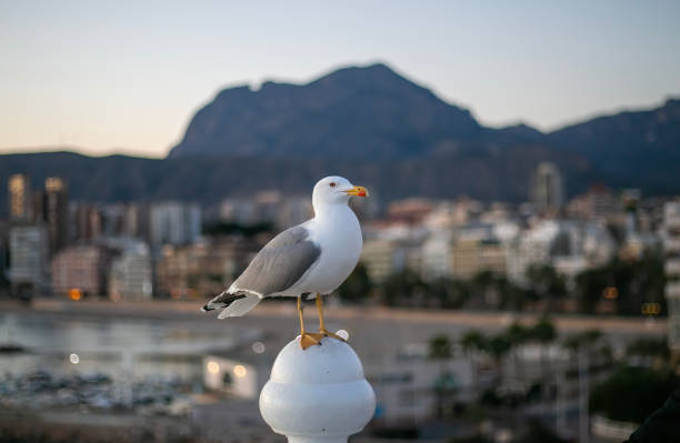 A seagull perched in Benidorm in front of the landmark mountain Puig Campana