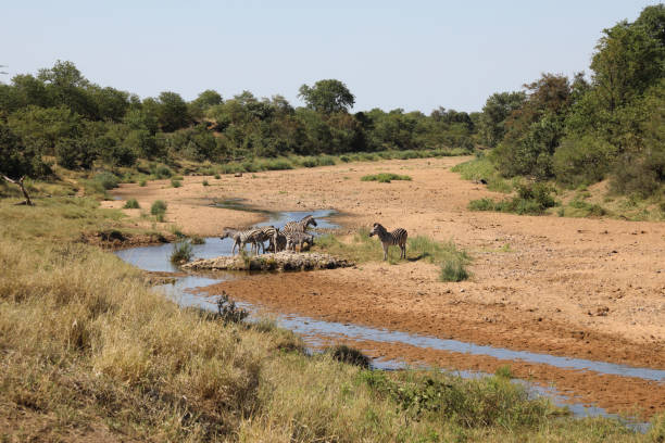 istock Steppenzebra im Tsendze River/ Burchell's zebra in Tsendze River / Equus quagga burchellii 2200459107